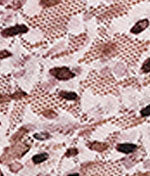 Signature Lace Printed Retro Thong - Image 4